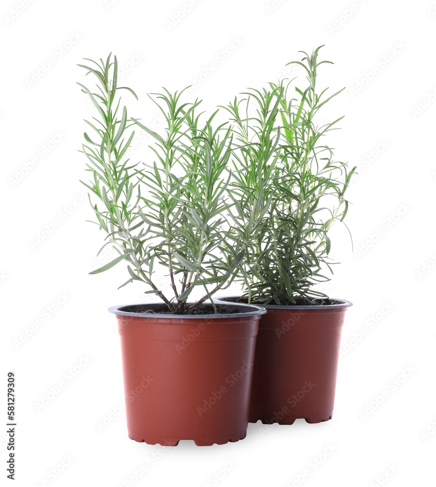 Aromatic green potted rosemary on white background