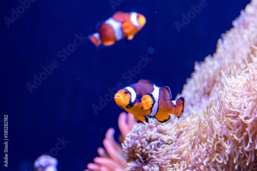 Obraz na płótnie fish in aquarium