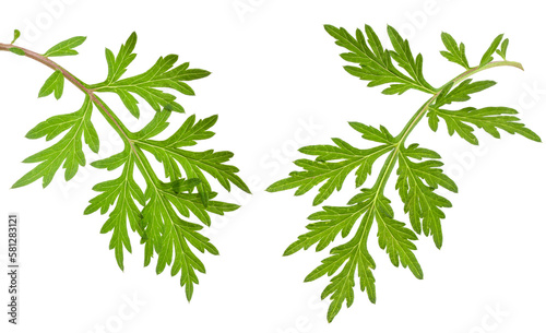 Fotografie fresh mugwort leaves isolated on white background