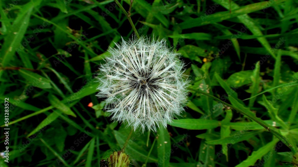 planta flor dente de leão - taraxacum officinale planta flor dente de leão - taraxacum officinale