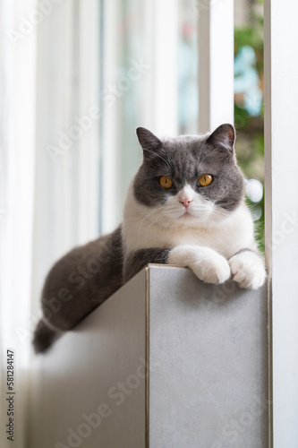 British shorthair cat lying on the windowsill