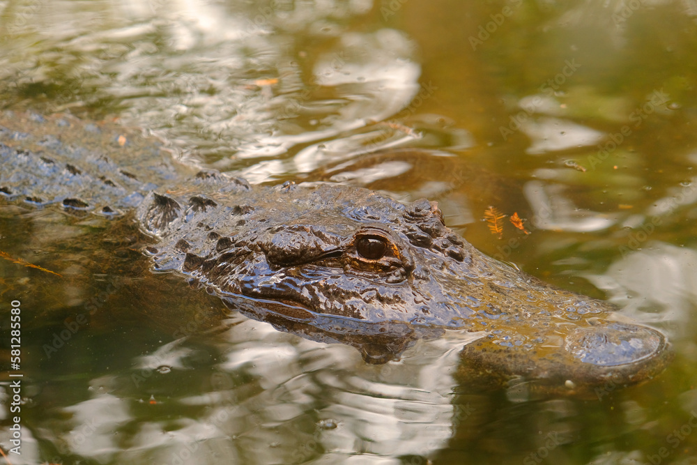 Close up of a calm alligator head over the surface of a swamp in Everglades, Florida, United Estates Close up of a calm alligator head over the surface of a swamp in Everglades, Florida, United Estates