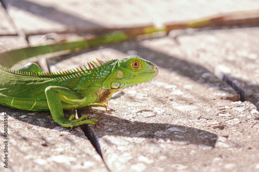 Fototapeta premium Close-up portrait of a side profile green lizard taking sun on the street in a tropical clear day