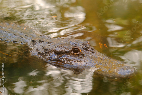 Close up of a calm alligator head over the surface of a swamp in Everglades, Florida, United Estates