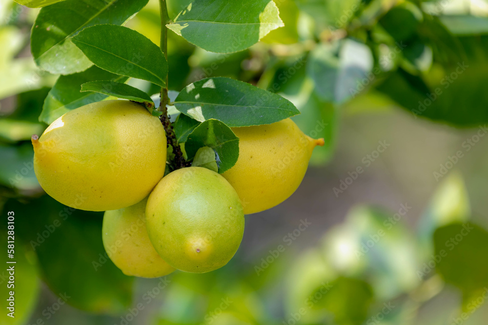 Selective focus a bunch of fresh green and yellow lime fruits hang on the tree, The lemon is a species of small evergreen trees in the flowering plant family Rutaceae, Ingredients of Thai food recipe.