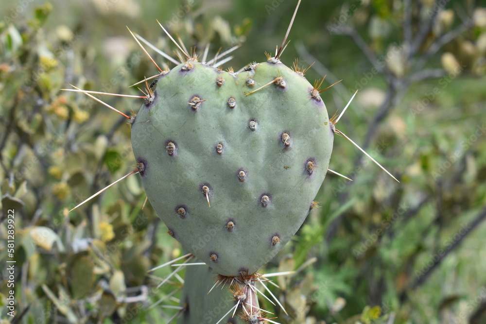 Heart Shaped Prickly Pear Cactus Pad, Arizona Plant Heart Shaped Prickly Pear Cactus Pad, Arizona Plant