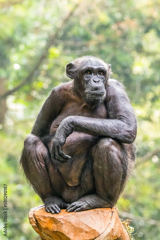 The chimpanzee also known as simply the chimp, is a species of great ape native to the forest and savannah of tropical Africa The chimpanzee also known as simply the chimp, is a species of great ape native to the forest and savannah of tropical Africa