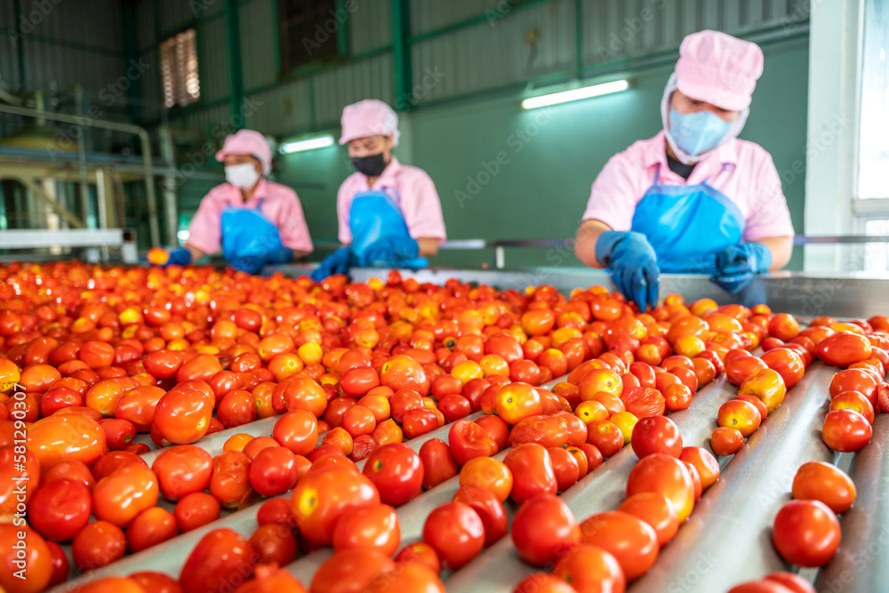 Foto de Teamwork of workers sorting tomatoes on a conveyor belt in a