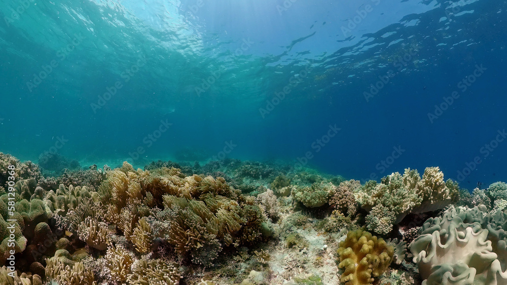 Fototapeta premium Underwater Scene Coral Reef. Tropical underwater sea fishes. Philippines.