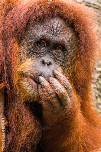 Orangutans are great apes native to the rainforests of Indonesia and Malaysia. They are now found only in parts of Borneo and Sumatra © lessysebastian