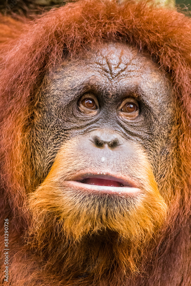 Fototapeta premium Orangutans are great apes native to the rainforests of Indonesia and Malaysia. They are now found only in parts of Borneo and Sumatra