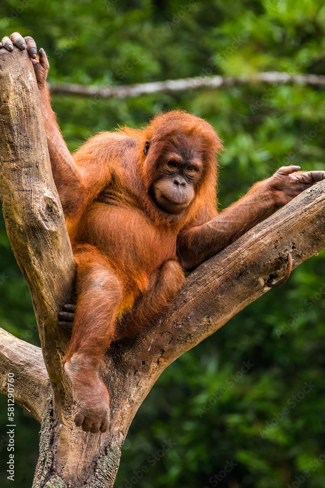 Fototapeta premium Orangutans are great apes native to the rainforests of Indonesia and Malaysia. They are now found only in parts of Borneo and Sumatra
