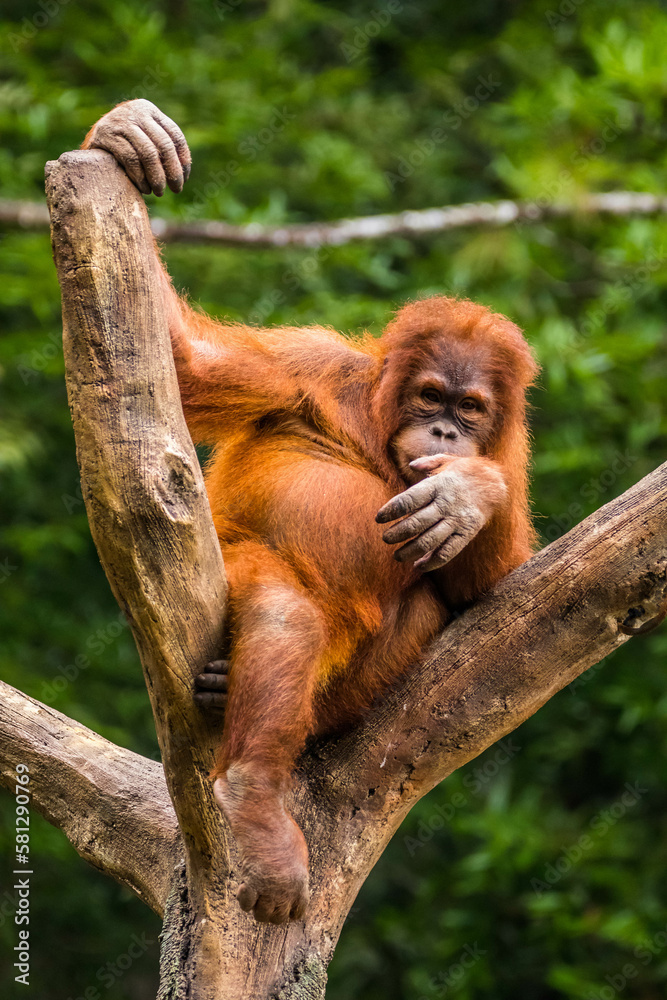 Fototapeta premium Orangutans are great apes native to the rainforests of Indonesia and Malaysia. They are now found only in parts of Borneo and Sumatra