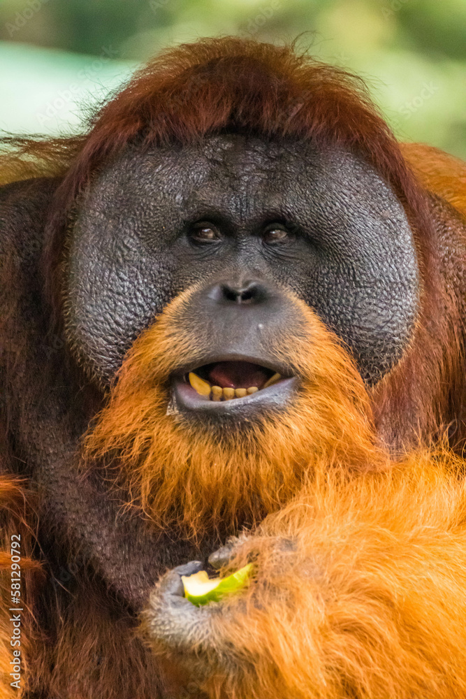 Fototapeta premium Orangutans are great apes native to the rainforests of Indonesia and Malaysia. They are now found only in parts of Borneo and Sumatra