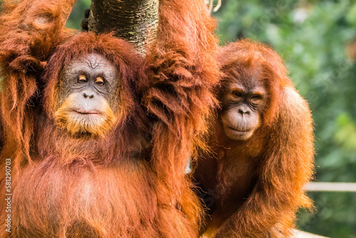 Orangutans are great apes native to the rainforests of Indonesia and Malaysia. They are now found only in parts of Borneo and Sumatra © lessysebastian