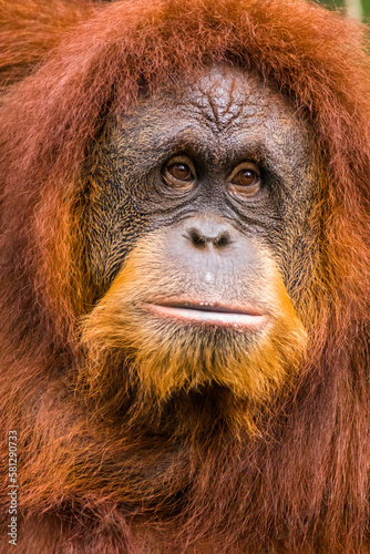 Orangutans are great apes native to the rainforests of Indonesia and Malaysia. They are now found only in parts of Borneo and Sumatra © lessysebastian