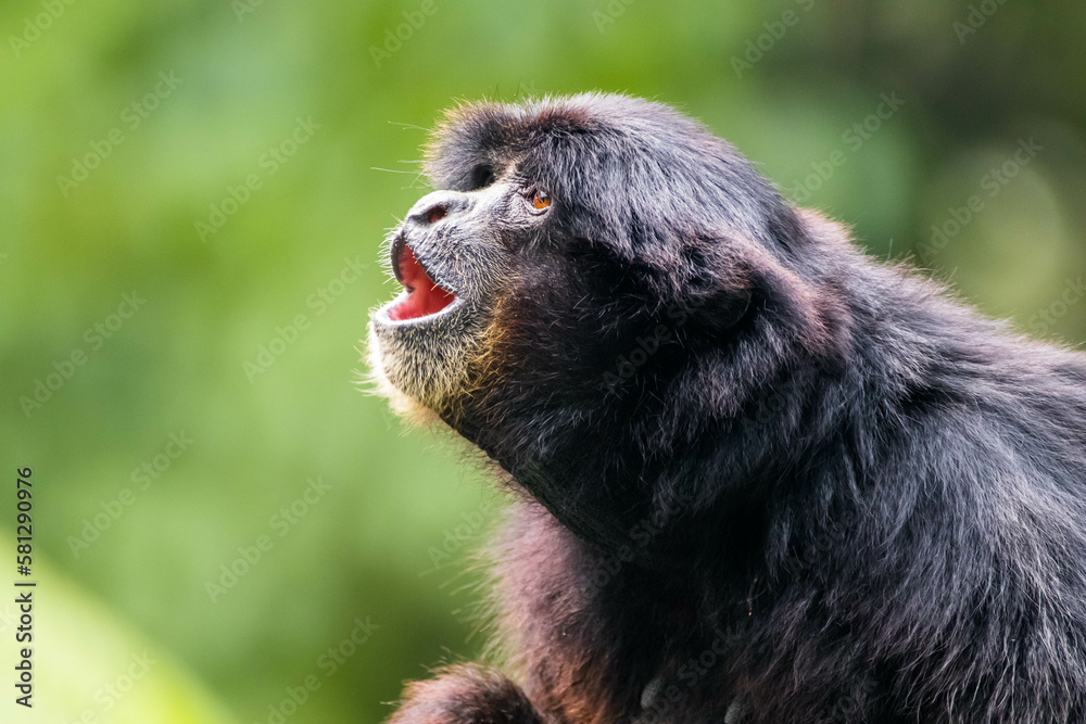 The siamang is an arboreal, black-furred gibbon native to the forests of Indonesia, Malaysia, and Thailand The siamang is an arboreal, black-furred gibbon native to the forests of Indonesia, Malaysia, and Thailand