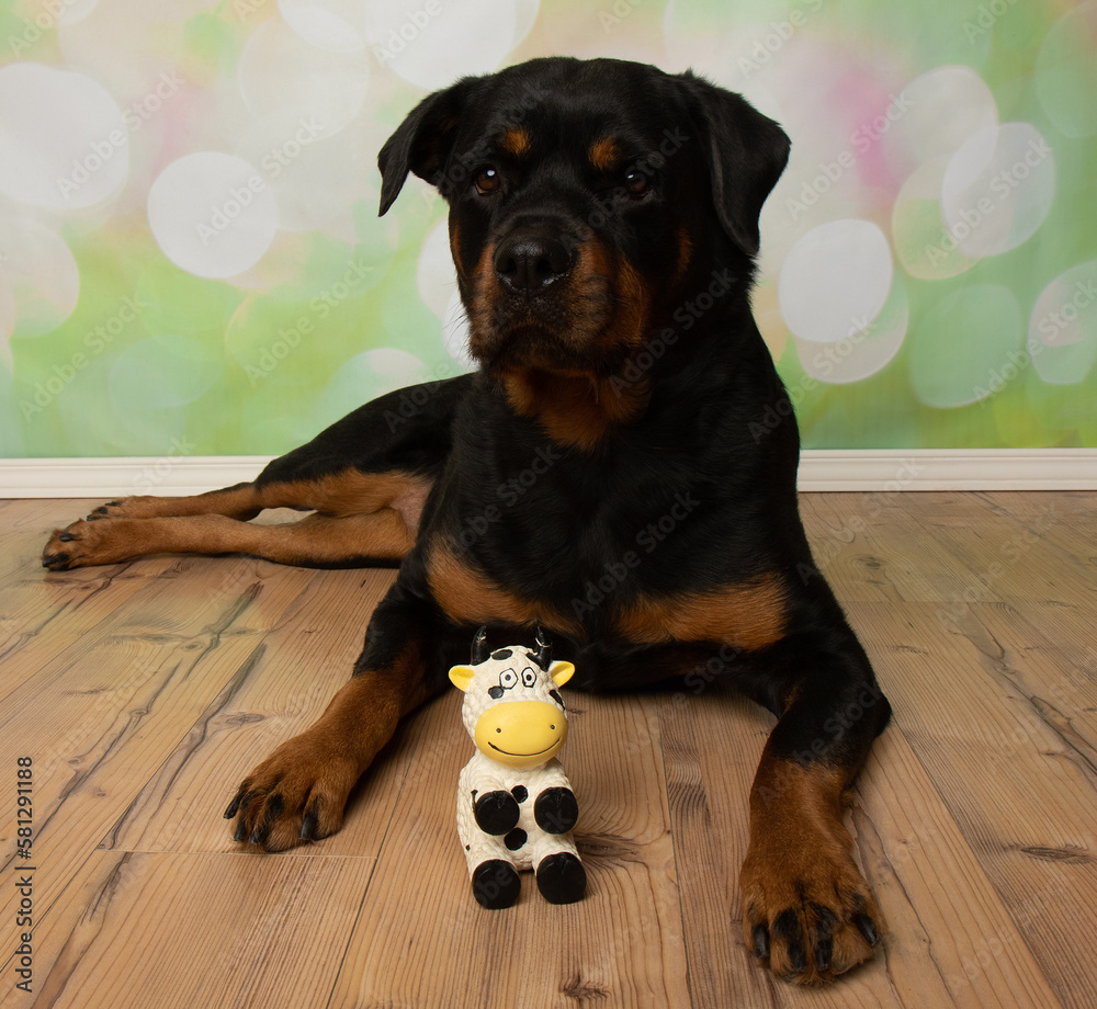 Fototapeta premium black and tan rottweiler puppy dog lying down with a toy cow
