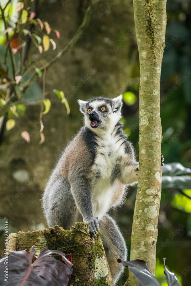 Obraz premium The ring-tailed lemur (Lemur catta) is a large strepsirrhine primate and the most recognized lemur due to its long, black and white ringed tail