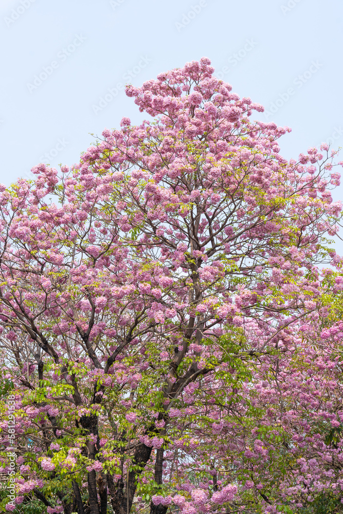 Beautiful Tabebuia rosea trees or Pink trumpet trees are in bloom along the road in Chiang Mai, Thailand. Romantic background scene. Selective focus.