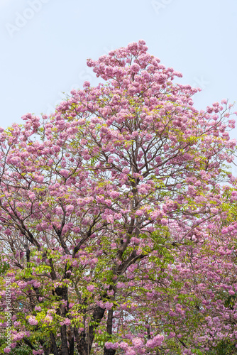 Beautiful Tabebuia rosea trees or Pink trumpet trees are in bloom along the road in Chiang Mai  Thailand. Romantic background scene. Selective focus.