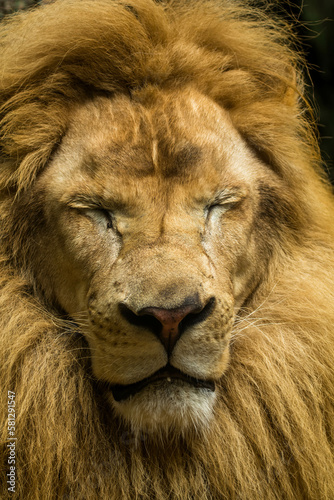 The lion  Panthera leo  is a large cat of the genus Panthera native to Africa and India