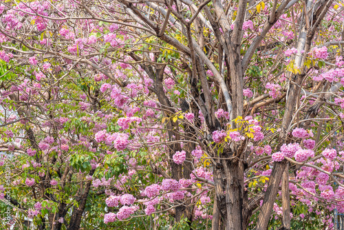 Beautiful Tabebuia rosea trees or Pink trumpet trees are in bloom along the road in Chiang Mai  Thailand. Romantic background scene. Selective focus.