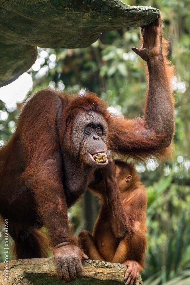 Orangutans are great apes native to the rainforests of Indonesia and Malaysia. They are now found only in parts of Borneo and Sumatra Orangutans are great apes native to the rainforests of Indonesia and Malaysia. They are now found only in parts of Borneo and Sumatra