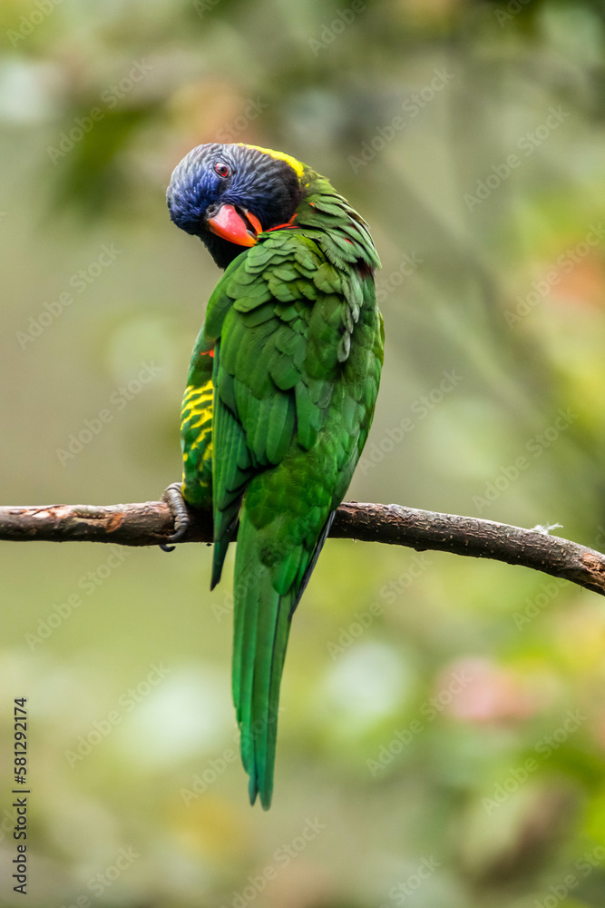 The coconut lorikeet (Trichoglossus haematodus), also known as the green-naped lorikeet The coconut lorikeet (Trichoglossus haematodus), also known as the green-naped lorikeet