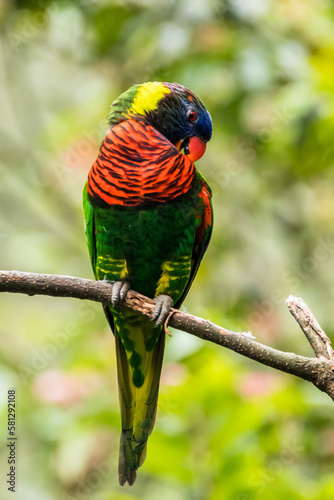 The coconut lorikeet (Trichoglossus haematodus), also known as the green-naped lorikeet