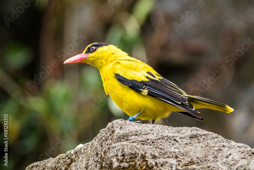 Εκτύπωση καμβά The black-naped oriole (Oriolus chinensis) is a passerine bird in the oriole fam