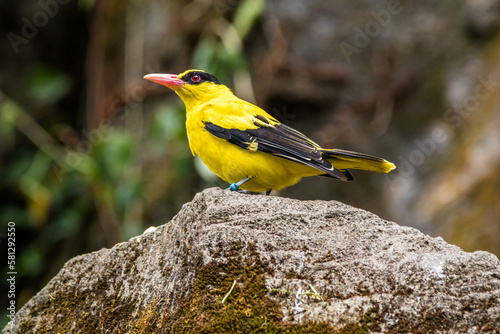 The black-naped oriole (Oriolus chinensis) is a passerine bird in the oriole family that is found in many parts of Asia
