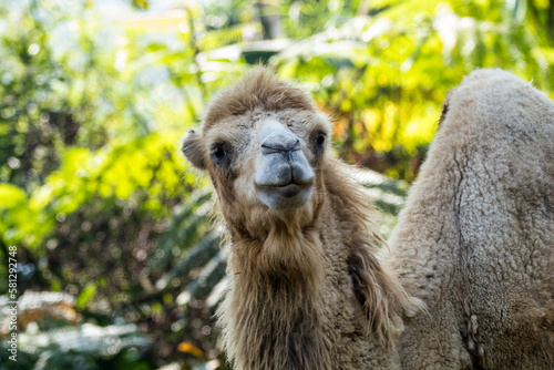 the dromedary camel, Arabian camel, or one-humped camel, is a large even-toed ungulate, of the genus Camelus