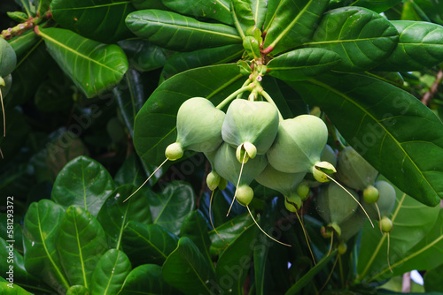 Barringtonia asiatica with square fruits. Beautiful tropical plant background photo