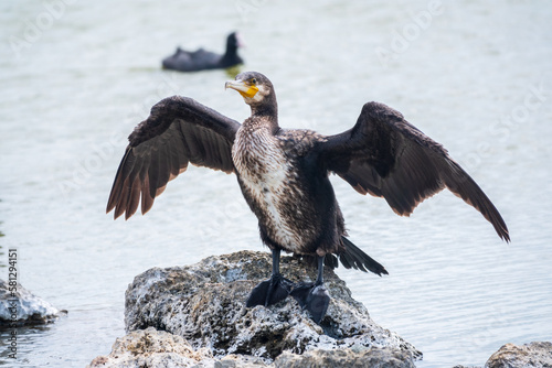 Great cormorant  Phalacrocorax carbo  sits on stone and dries its wings on the wind.