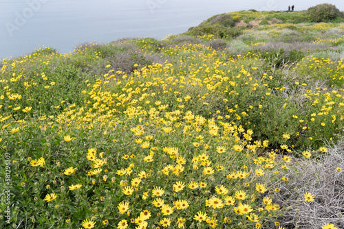 field of california brittlebush photo