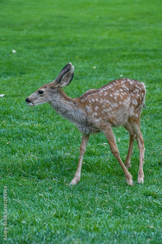 Shot of a baby deer inside Zion National Park in Utah Shot of a baby deer inside Zion National Park in Utah