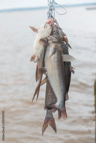 fish on the hook - fishing in Houston Lake, Texas, USA.  Alexander Deussen Park photo
