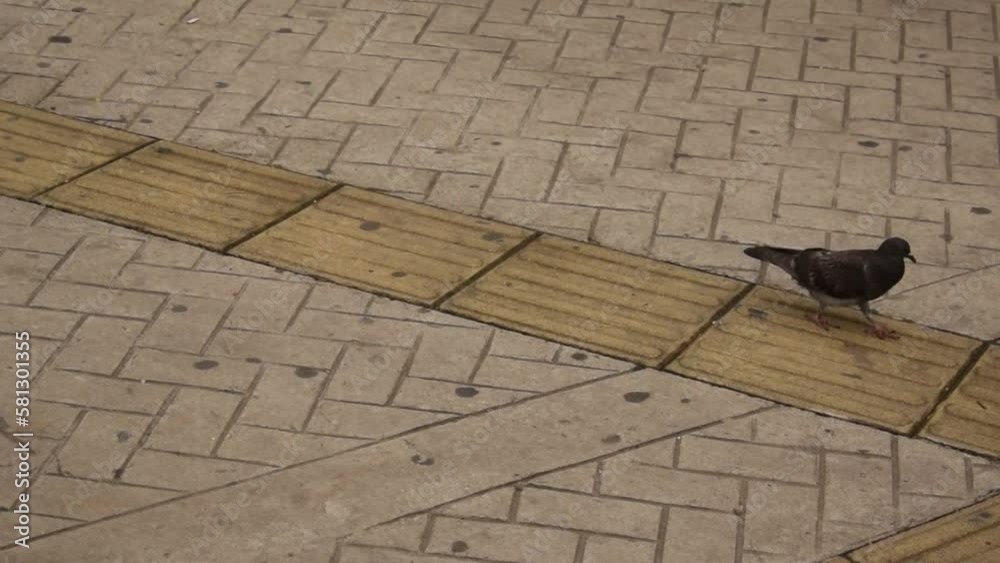 Palomas en la ciudad