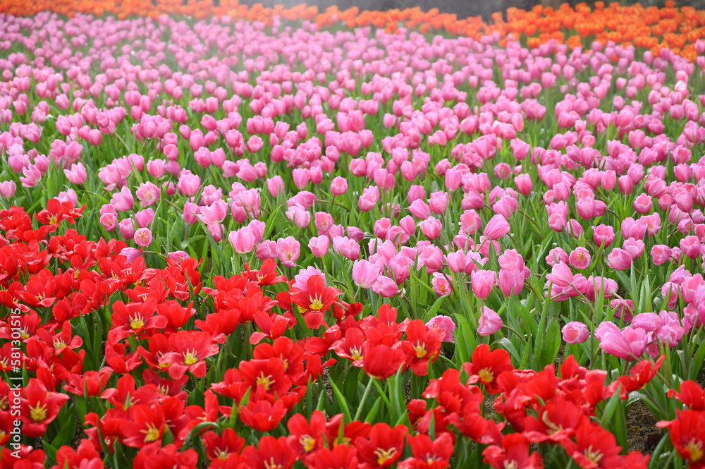 beautiful pink and red tulip in the garden