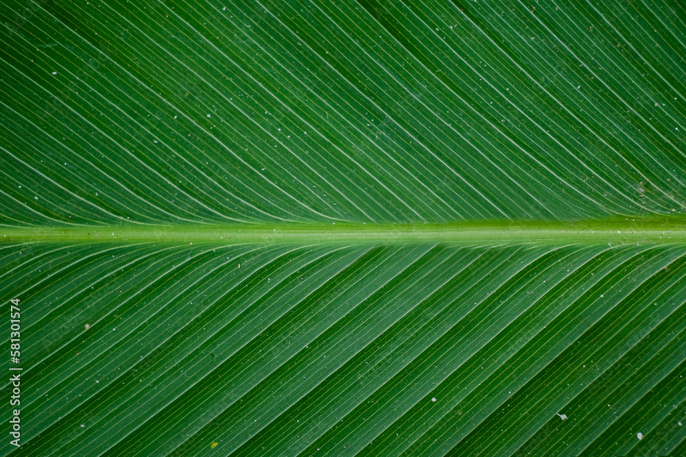 close up of green banana leaf close up of green banana leaf