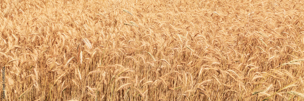 Panorama of wheat field. Ears of golden wheat close up. Grains ready for harvest Panorama of wheat field. Ears of golden wheat close up. Grains ready for harvest