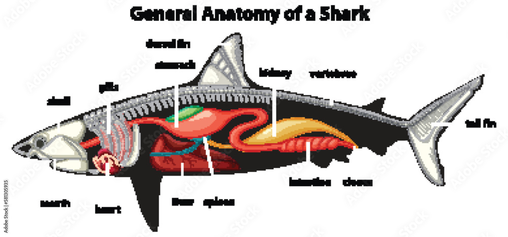 General Anatomy of a Shark Diagram Stock Vector | Adobe Stock