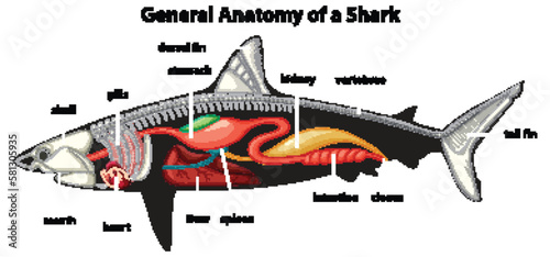 General Anatomy of a Shark Diagram