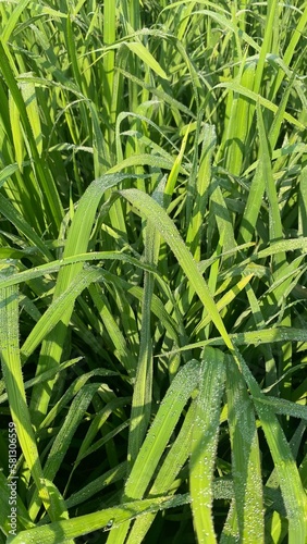 Natural rice field green grass 
