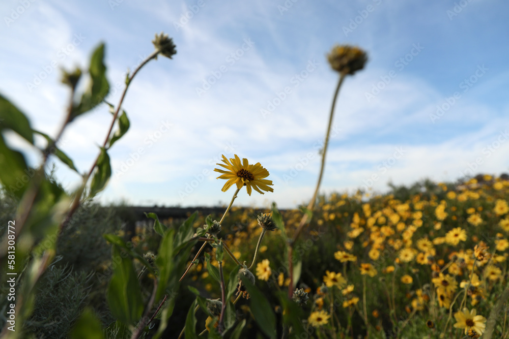 Fototapeta premium field of daisies