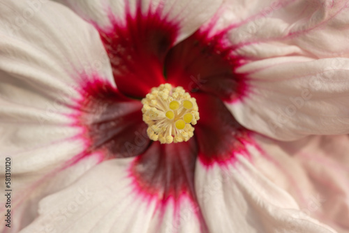 Hibiscus flower in backyard garden flowers  © nomadphotography