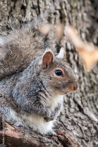 Close up wildlife photograph of a cute furry common gray squirrel sitting in a tree on a branch on its back legs in spring on a sunny day.