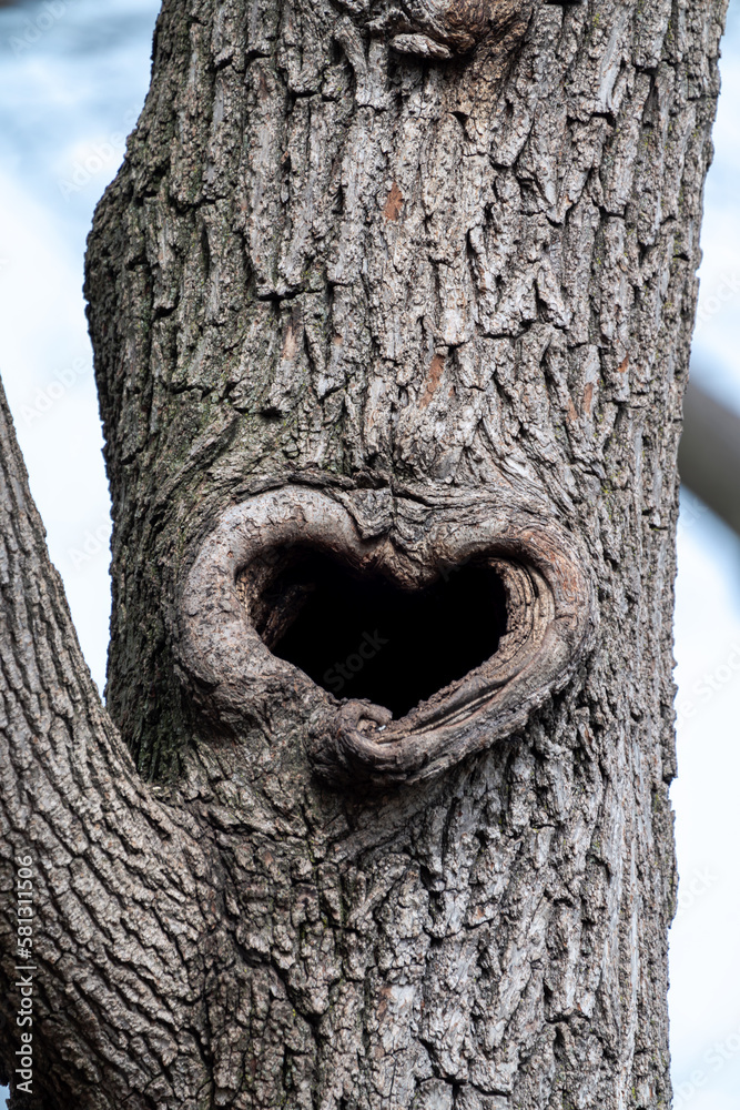 Fototapeta premium Close up of a heart-shaped hollow opening in a tree trunk with rough textured bark on a sunny day.