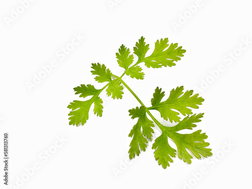 coriander leaves on a white background